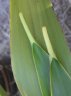 Doryanthes excelsa - leaf tips.jpg